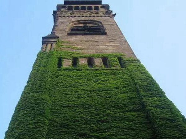 爬山虎種子怎么種？爬山虎種子多久發(fā)芽？