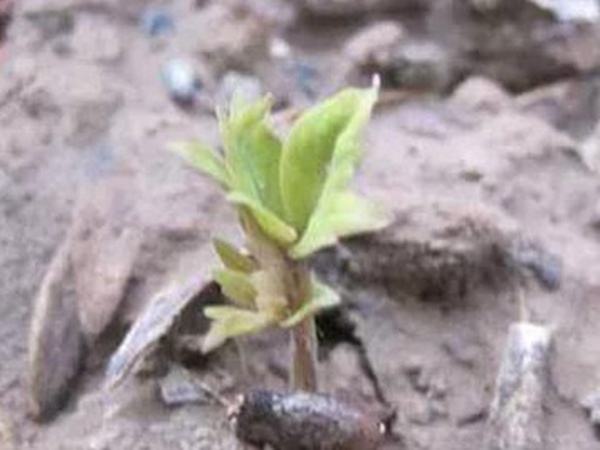 爬山虎的繁殖方法，存活率怎么樣？