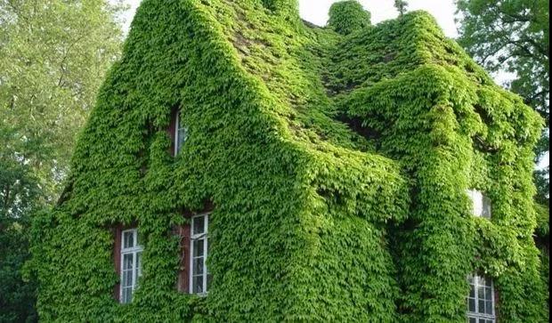 種植爬山虎優(yōu)勢(shì)？你可能不知道它還有這五個(gè)好處！