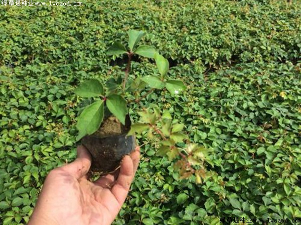 種植爬山虎優(yōu)勢(shì)？你可能不知道它還有這五個(gè)好處！