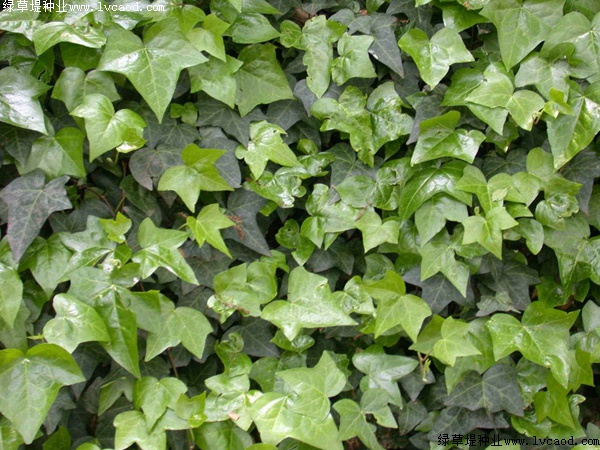 爬山虎種植爬山虎優(yōu)勢(shì)？你可能不知道它還有這五個(gè)好處！