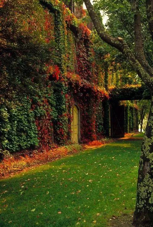 種植一墻爬山虎，收貨一夏清涼！