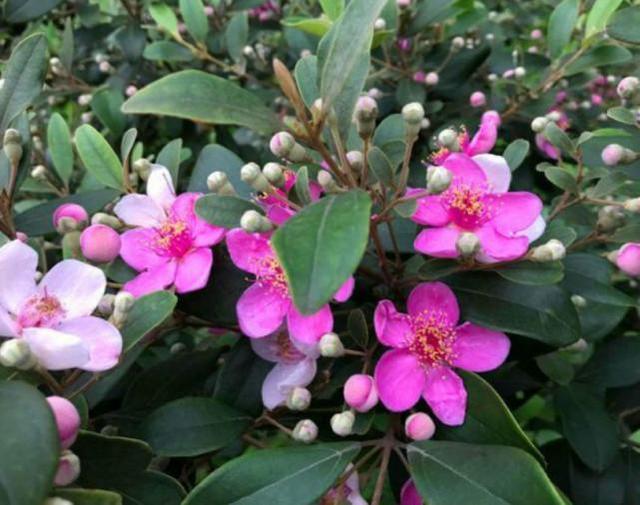 桃金娘可以人工種植嗎？桃金娘種植方法是什么？