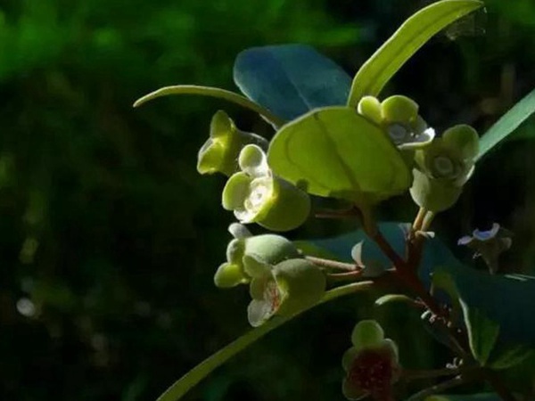 桃金娘的鑒賞與栽培養(yǎng)護 桃金娘的鑒賞與栽培養(yǎng)護