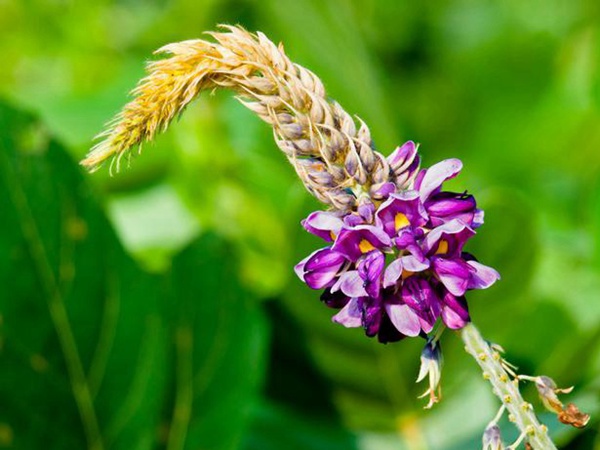 葛根扦插育苗種植的幾個步驟以及處理方法 葛根扦插育苗種植的幾個步驟以及處理方法