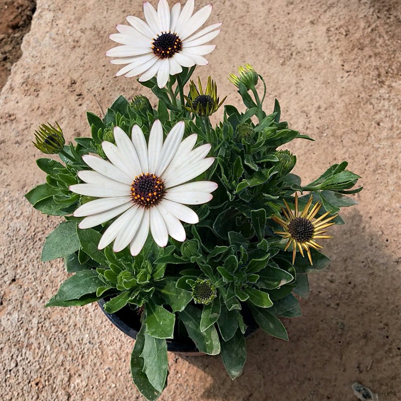 南非萬(wàn)壽菊 南非萬(wàn)壽菊