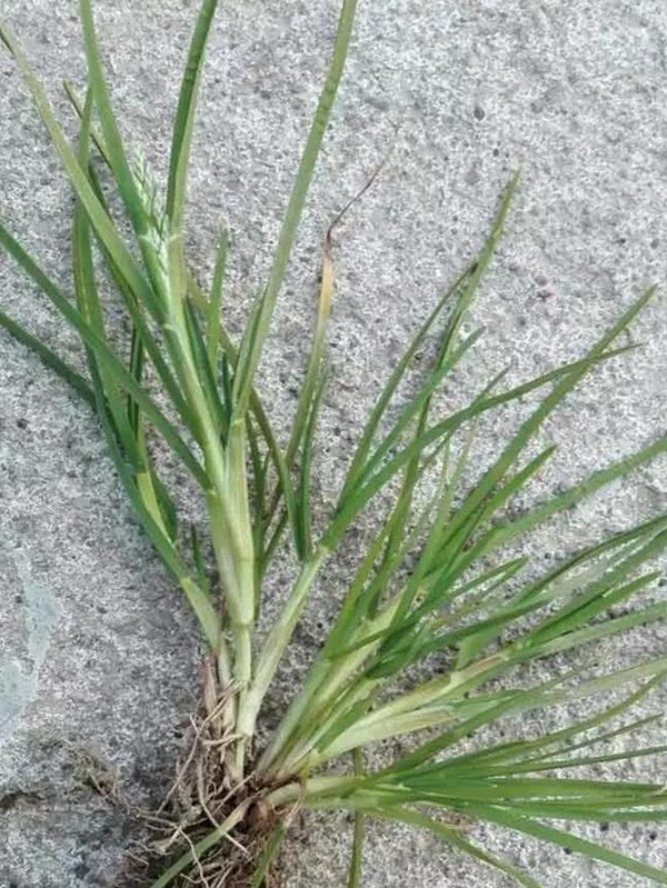 草坪種子——小麥田早熟禾怎么除？有什么方法去除？