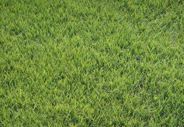 冷季型草坪種子紫羊茅種植起來居然會這么簡單 冷季型草坪種子紫羊茅種植起來居然會這么簡單