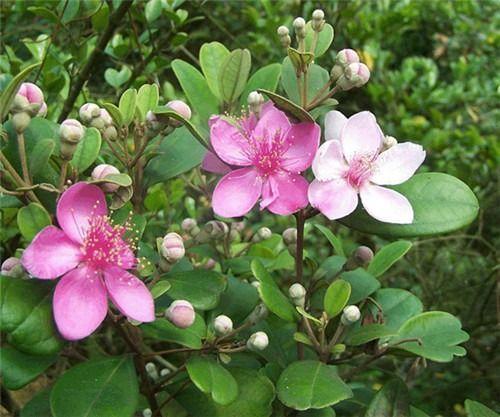 桃金娘可以人工種植嗎？桃金娘種植方法是什么？