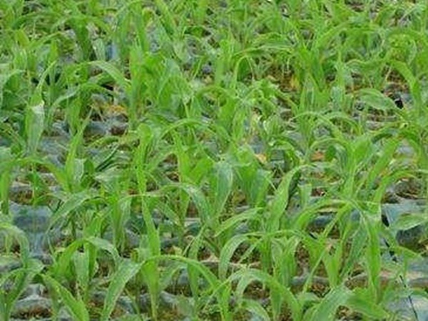 墨西哥玉米草出苗成活率是什么原因，怎么樣提高成活率？