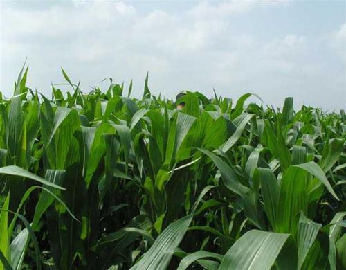 墨西哥玉米草有這些優(yōu)勢，你懂嗎
