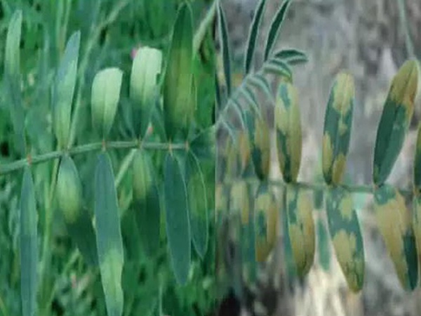 紅豆草莖點(diǎn)霉葉斑病及其防治 紅豆草莖點(diǎn)霉葉斑病及其防治