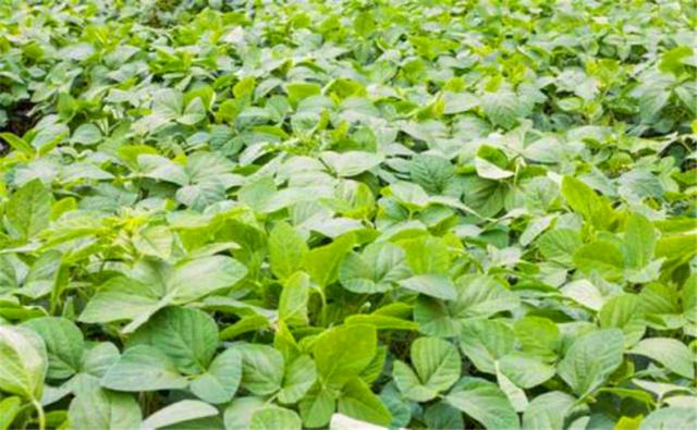 種植黑豆時(shí)，掌握技術(shù)方法產(chǎn)量能提升