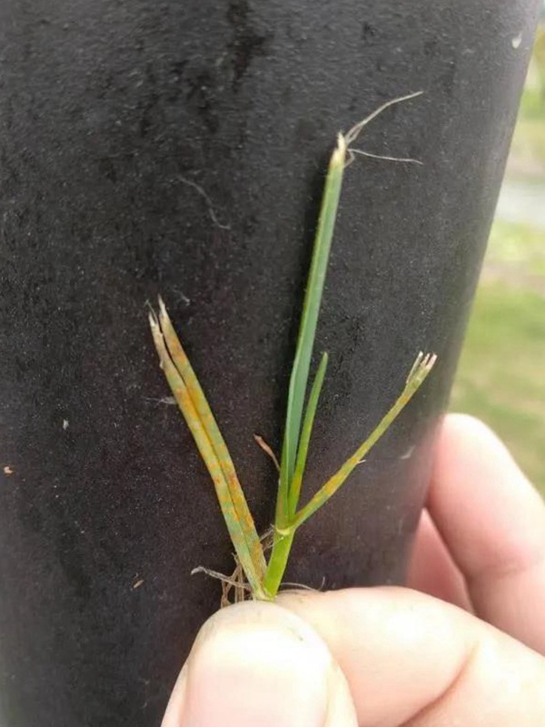 園林植保︱草坪銹病的發(fā)生及如何防治
