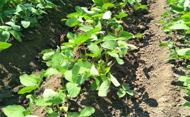 種植黑豆時(shí)，掌握技術(shù)方法產(chǎn)量能提升