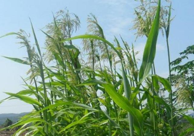 甜高梁種植技巧是什么，如何產(chǎn)量高