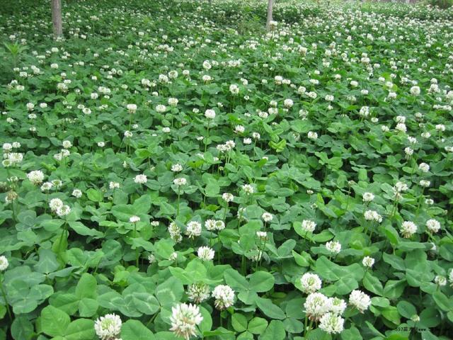 白三葉的種植技術(shù)，什么時候種植比較合適