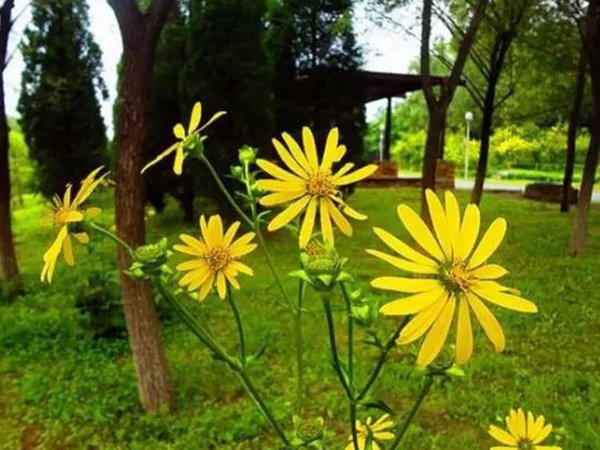 串葉松香草的種植方法，如何種植比較合適？