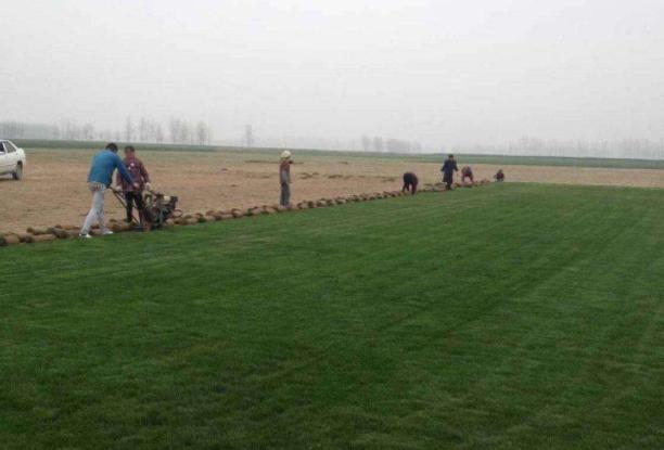 百慕大草坪經(jīng)濟價值以及播種管理技術(shù) 百慕大草坪經(jīng)濟價值以及播種管理技術(shù)