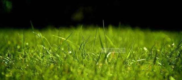 百慕大草坪經(jīng)濟價值以及播種管理技術(shù) 百慕大草坪經(jīng)濟價值以及播種管理技術(shù)