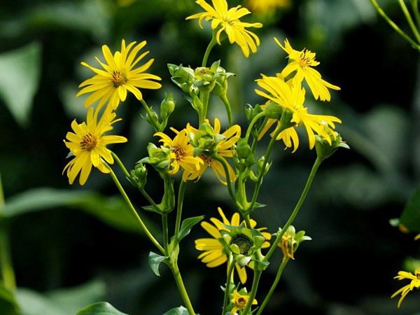 牧草養(yǎng)豬---串葉松香草種子栽培方法 牧草養(yǎng)豬---串葉松香草種子栽培方法