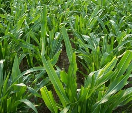 有一種草叫墨西哥玉米草，最適合農(nóng)村養(yǎng)殖戶種植