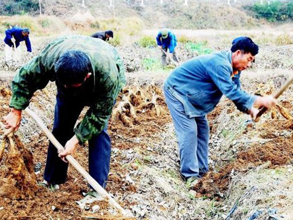 葛根扦插育苗種植的幾個步驟以及處理方法 葛根扦插育苗種植的幾個步驟以及處理方法