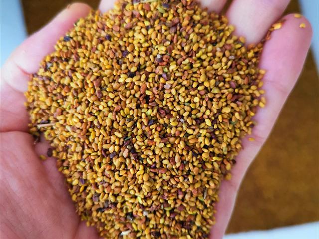 紫花苜蓿的種植技術(shù)介紹以及種植管理方法 紫花苜蓿的種植技術(shù)介紹以及種植管理方法