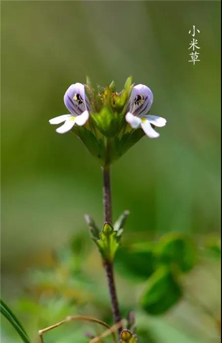 “小米草”的養(yǎng)護方法與播種繁殖 “小米草”的養(yǎng)護方法與播種繁殖