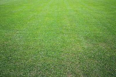 種植野牛草不僅僅要知道什么時候種植，還要知道種植后如何管理