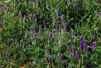 沙打旺種植氣候什么時(shí)候比較合適，有哪些需要注意的