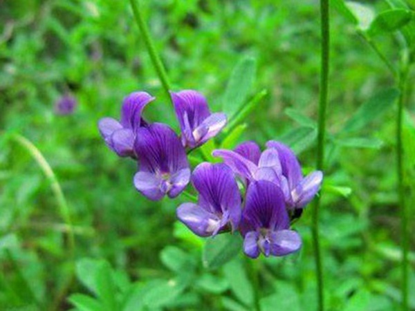 “牧草之王”紫花苜蓿怎么種植比較好，什么時候能種植比較合適？