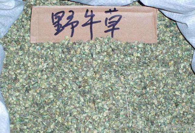 種植野牛草不僅僅要知道什么時候種植，還要知道種植后如何管理