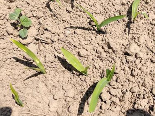 墨西哥玉米草出苗成活率是什么原因，怎么樣提高成活率？