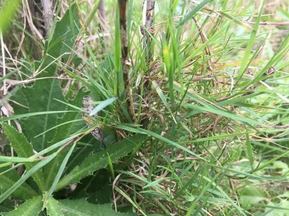 生命力頑強的草，它的名字盡然叫“狗牙根”