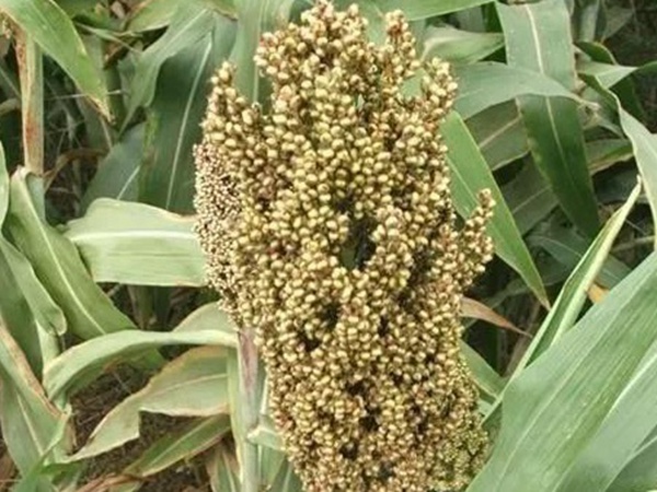 甜高粱簡(jiǎn)單的種植方法，如何播種