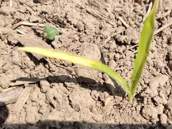 墨西哥玉米草出苗成活率是什么原因，怎么樣提高成活率？