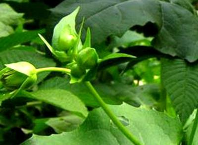 優(yōu)質(zhì)高產(chǎn)牧草——串葉松香草的種植方法