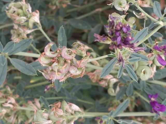 溫帶優(yōu)質(zhì)牧草——紫花苜蓿 溫帶優(yōu)質(zhì)牧草——紫花苜蓿