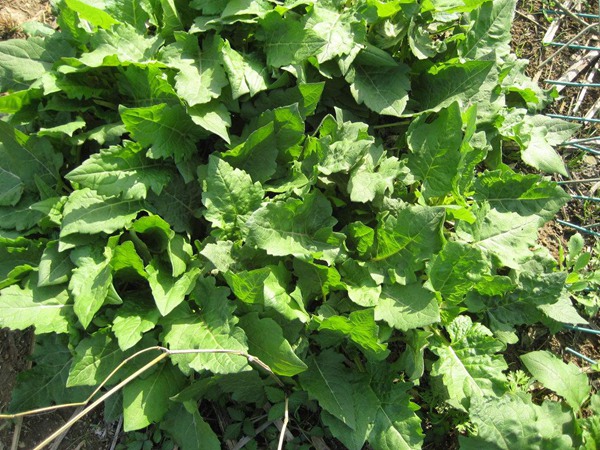 串葉松香草種植簡單，種植方法是什么