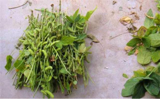 種植黑豆時(shí)，掌握技術(shù)方法產(chǎn)量能提升