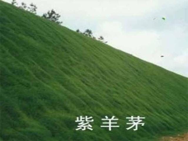 冷季型草坪種子紫羊茅種植起來居然會這么簡單 冷季型草坪種子紫羊茅種植起來居然會這么簡單