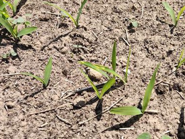 墨西哥玉米草出苗成活率是什么原因，怎么樣提高成活率？