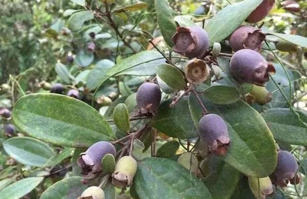 桃金娘可以人工種植嗎？桃金娘種植方法是什么？