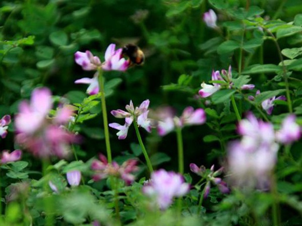 紫云英種植方法是什么？種植需要注意啥？