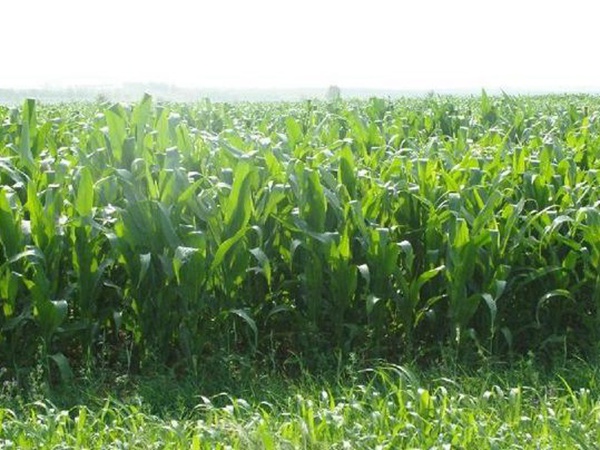 高產牧草墨西哥玉米好種植嗎？種植方法是什么？