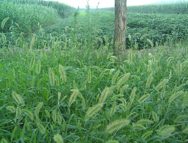 狼尾草的多種用途有哪些與種植方式 狼尾草的多種用途有哪些與種植方式