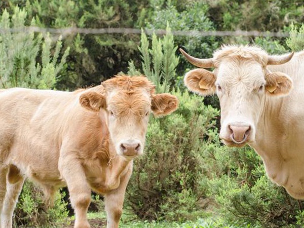 皇竹草養(yǎng)牛，種植皇竹草牧草一畝地可以養(yǎng)殖多少牛？