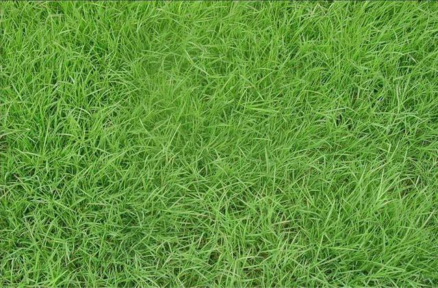 百慕大草坪經(jīng)濟價值以及播種管理技術(shù) 百慕大草坪經(jīng)濟價值以及播種管理技術(shù)