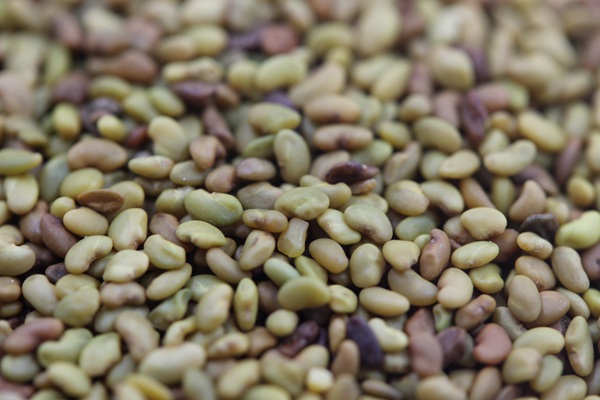 高產(chǎn)量優(yōu)質(zhì)牧草種子-紫花苜蓿 高產(chǎn)量優(yōu)質(zhì)牧草種子-紫花苜蓿